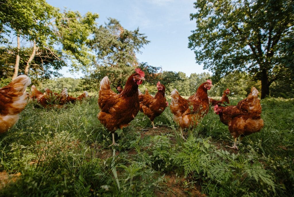 Bringing Ethically Produced Food to the Table Vital Farms