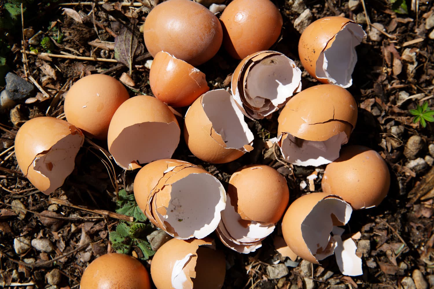 what does eggshells do for your garden        <h3 class=