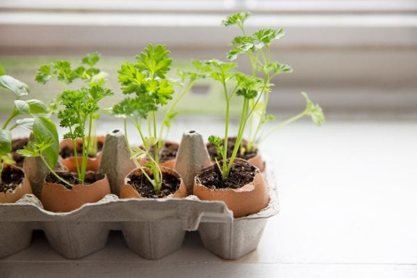 5 Ways to Reuse Eggshells - Vital Farms