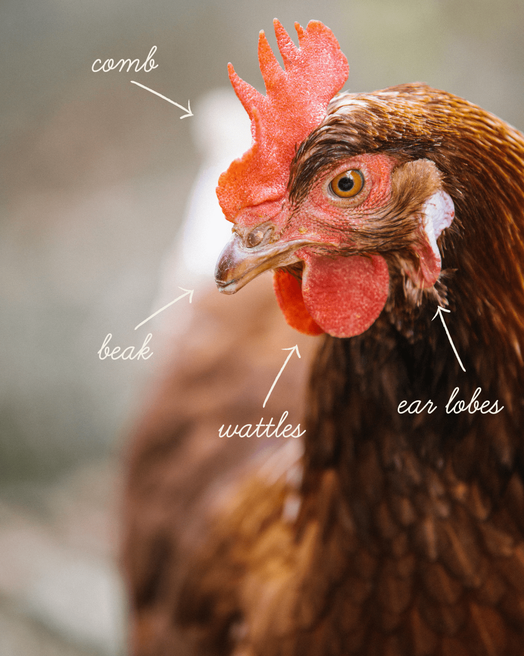 Learn the parts of a Chicken  Rooster, Chickens and roosters, Feather