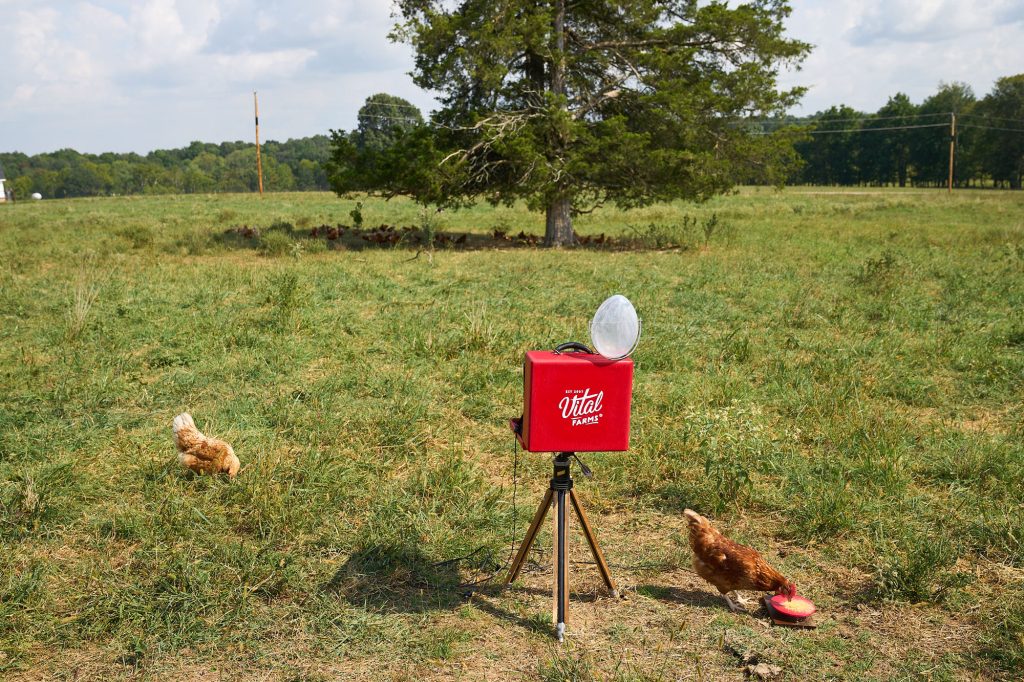 Hens - Vital Farms