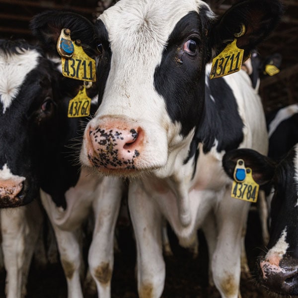 How To Make Raw Butter - The Family Cow