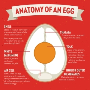 Egg Anatomy