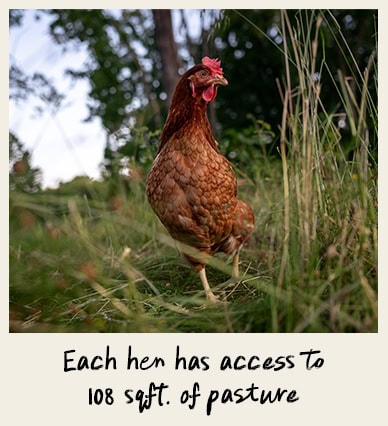 Each hen has access to 108 sqft. of pasture