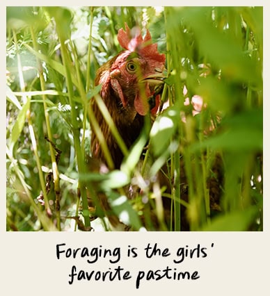 Foraging is the girls' favorite pastime