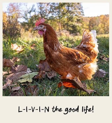 L-I-V-I-N the good life!