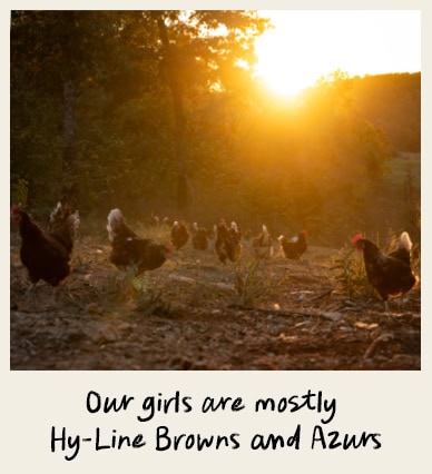 Our girls are mostly Hy-Line Browns and Azurs